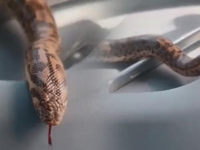 Yakaladığı yılanı traktörde gezdirip sohbet etti