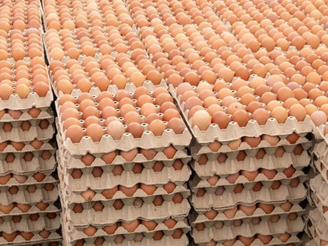 Salmonella alarmı! Yumurtaları tüketen 306 kişi hastalandı