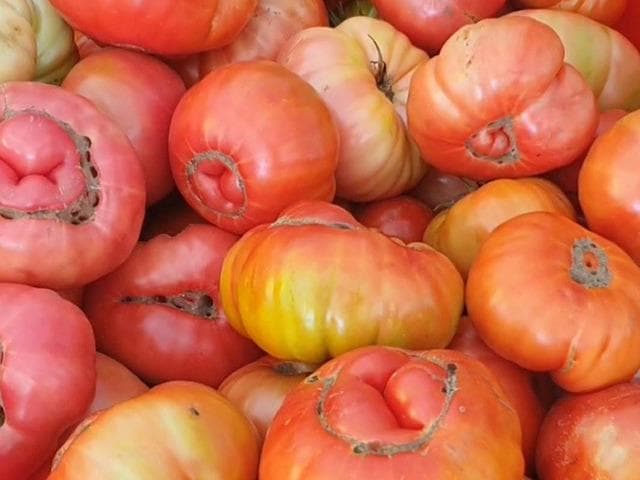 Domatesin bir tanesi 1 kilo 200 gram: Kilosu 50 TL