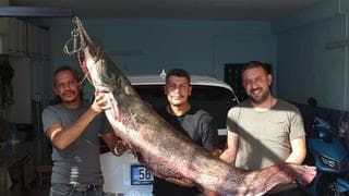 Kızılırmak'ta insan boyunda balık avı!